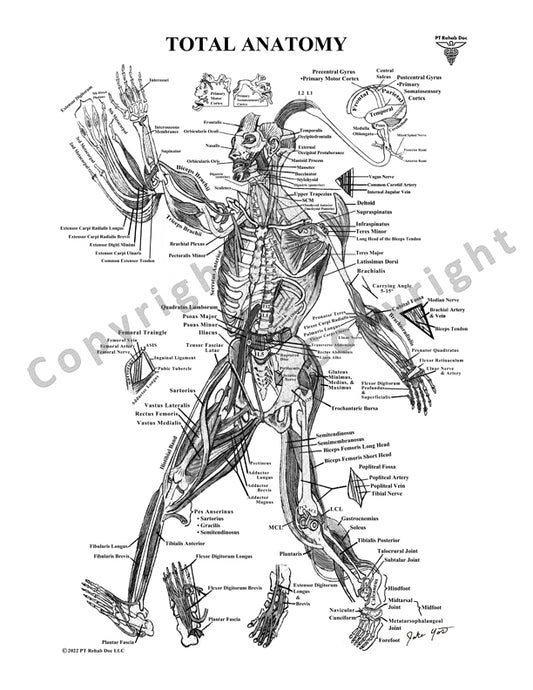 Human Anatomy Drawing labeled