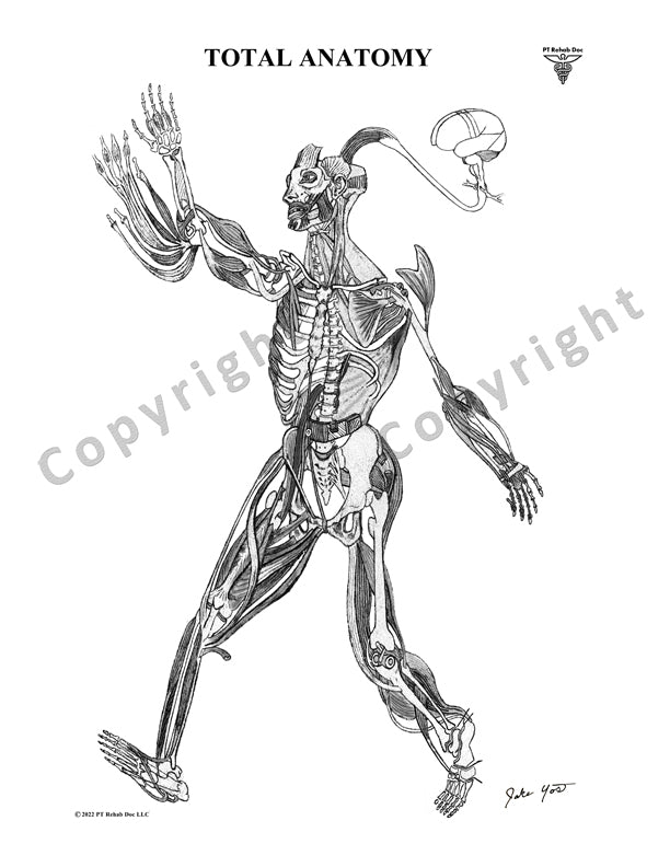 Human Anatomy Drawing pencil