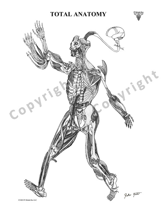 Human Anatomy Drawing pencil