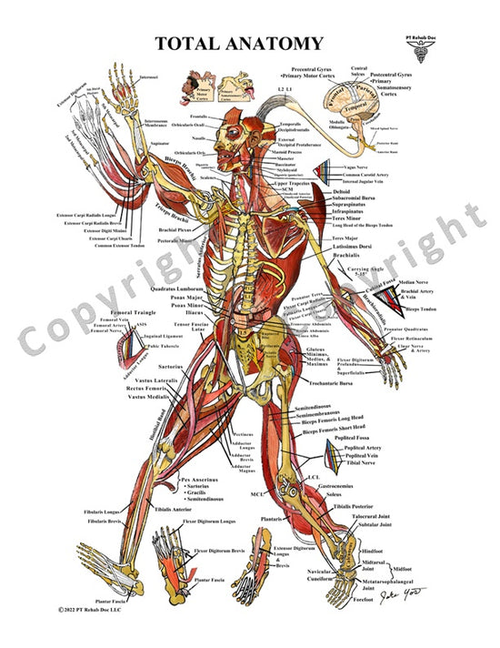 Human Anatomy Drawing in Color & Labeled – PT Rehab Doc
