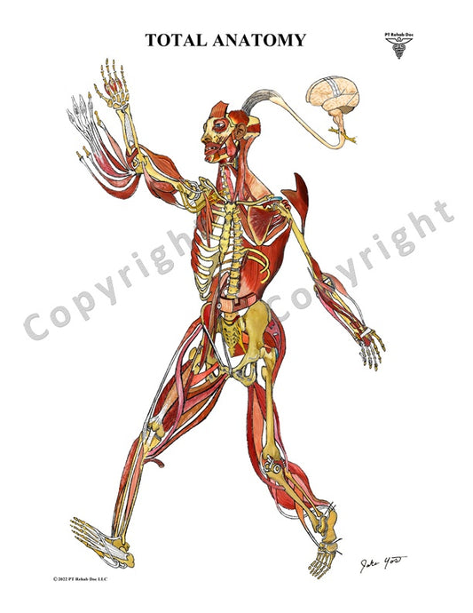 Best human anatomy drawing